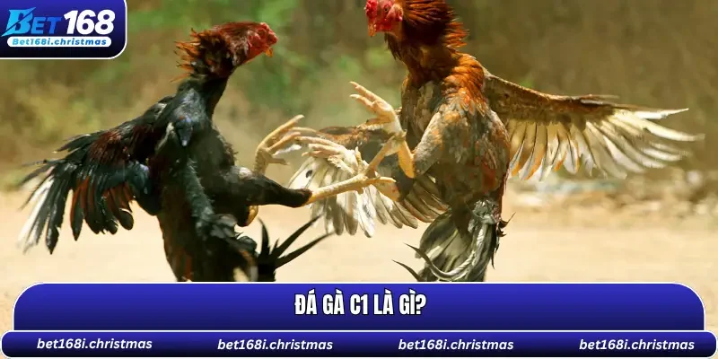 Đá gà C1 là cuộc đấu của những chiến kê xuất sắc nhất