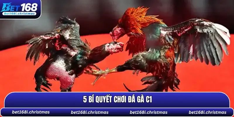 đá gà C1