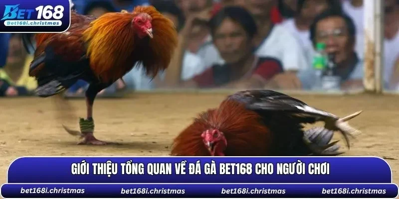 Giới thiệu về sảnh Đá Gà BET168 chi tiết cho người mới