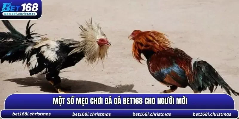 Mẹo hay để tăng tỷ lệ thắng khi chơi cá cược chọi kê BET168