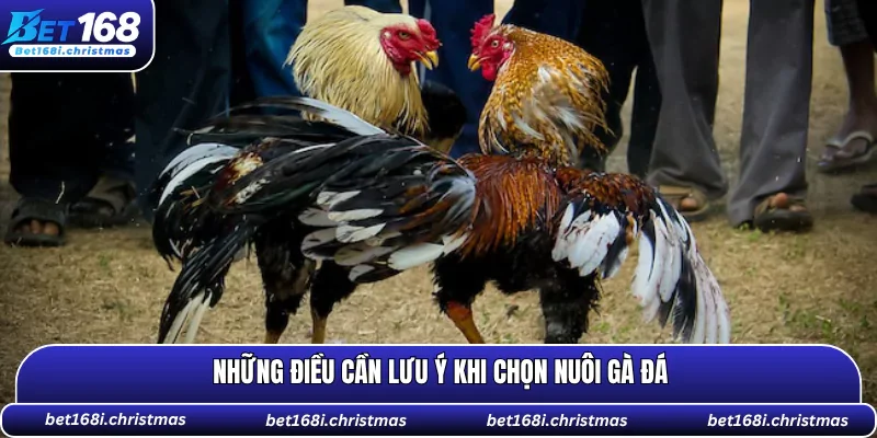 Những điều cần lưu ý khi chọn nuôi gà đá
